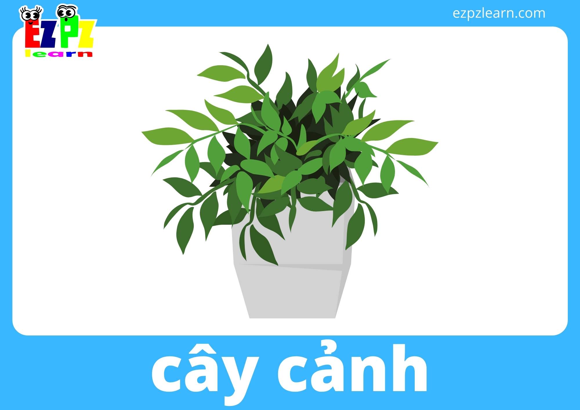 cây cảnh